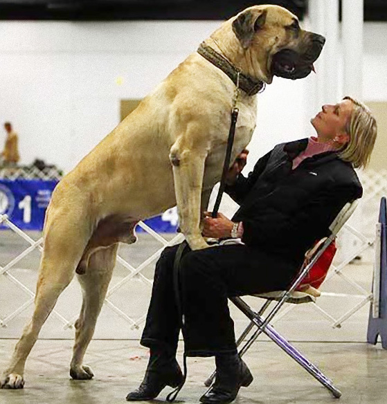 イングリッシュマスティフ