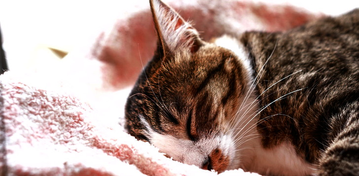 僕だけが使える「一瞬で寝落ちする方法」を公開してみる