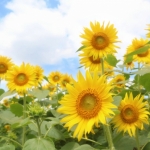 社会人は夏休みが無い？ノー！社会人というだけで「毎日が夏休み」です！